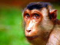Экскурсия в Сухумский питомник обезьян от Дома отдыха Питиус в Пицунде, Абхазия